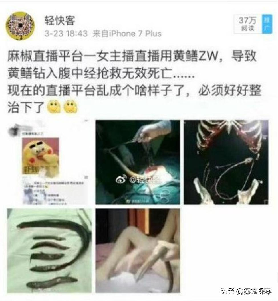 黃鱔事件揭秘，探究背后的真相與廣泛影響