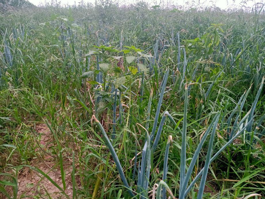 大蔥種植新方法簡介